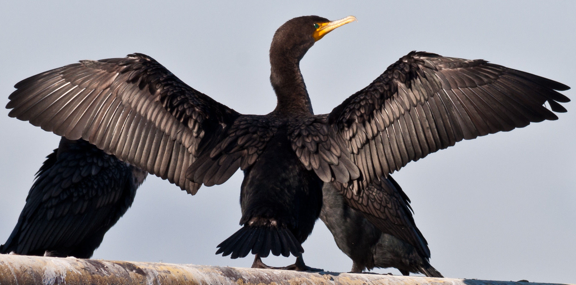 Cormorant